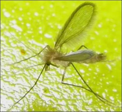 Quel est cet insecte ?