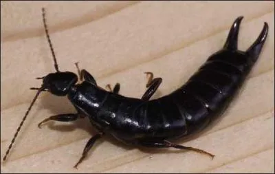 Quel est cet insecte ?