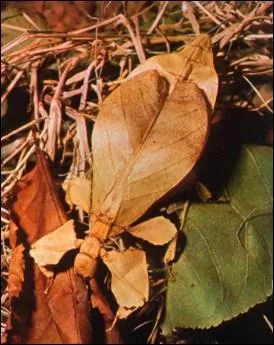 Quel est cet insecte ?