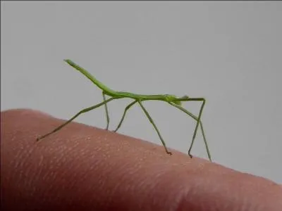 Quel est cet insecte ?
