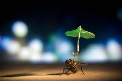 Que tient cette mouche ?