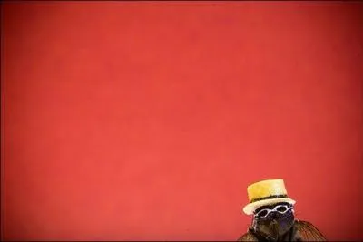 On voit les yeux de la mouche :