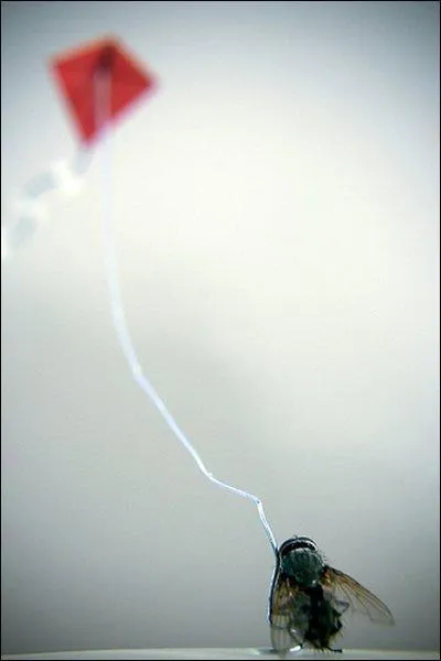 Que fait cette mouche ?