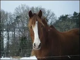 La marque blanche sur la tte du cheval se nomme :