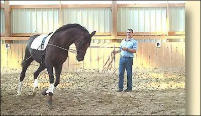 Quel est l'exercice quand le cheval tourne en rond ?