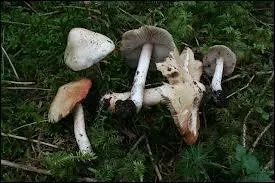 Cette espce est responsable d'empoisonnements dus  confusion faite avec d'autres espces comme le tricholome de la Saint Georges qui pousse a la mme poque. Quelle est cette espce ?