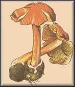 C'est une espce toxique, contenant une quantit apprciable de muscarine, et causant par consquent des empoisonnements de type sudorien. c'est :