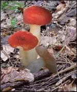 Cette espce est toxique et responsable d'intoxications bnignes accompagnes de vomissements. Ce spcimen se nomme :