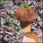 Excellent comestible, il convient pour toutes les prparations culinaires. Quel est ce champignon ?