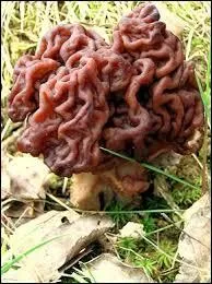 Toxique et parfois mortel, ce champignon pousse d'avril  juin et fait partie des helvellaces.