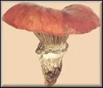 Cette espce un peu plus rare que les autres gomphides pousse en t et en automne dans les bois de conifres. Il est comestible quel est ce champignon ?