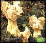 Ce champignon contient de la gyromitrine ; il est donc potentiellement toxique. On le rencontre de juillet  novembre, c'est ...