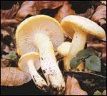 Cet hygrophore pousse exclusivement sur sol calcaire ou peu acide d'aot  novembre,  la lisire des bois feuillus mais c'est un mdiocre comestible.