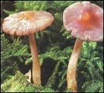 Cette petite espce est trs toxique (elle contient de la muscarine comme l'amanite tue-mouches), et pousse en novembre dans les forts de feuillus et de conifres. Quelle est cette espce ?