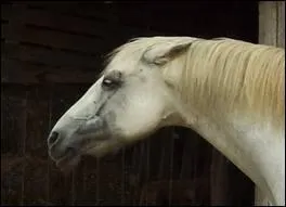 Comment qualifierais-tu ce cheval ?