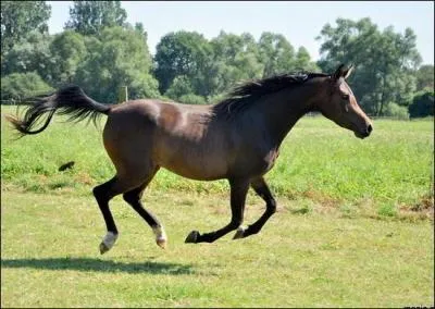 Le galop est une allure :