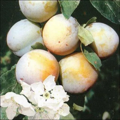 De quel roi Claude de France qui a donn son nom  la prune reine-claude tait-elle l'pouse ?