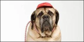 Le chien emblmatique de la srie est :