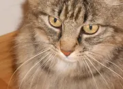 Quiz Ces animaux sont-ils des mammifres