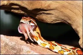 Que mange principalement un serpent des bls ?