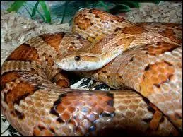 Quel est son nom latin ?