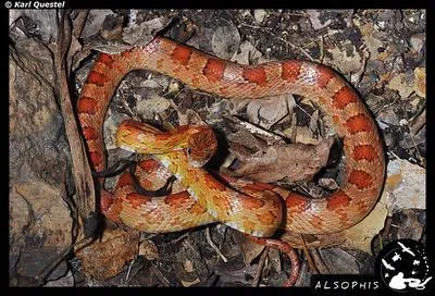 Quel est son habitat de prdilection ?