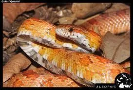 Quelle est sa taille moyenne  l'ge adulte ?