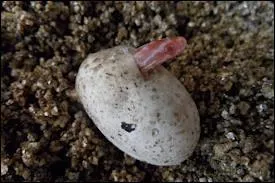 Combien approximativement la femelle pond-elle d'oeufs ?