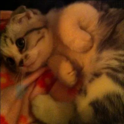 Comment s'appelle son chat ?