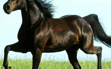 Quiz Galop 4