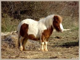 Quiz Galop 1
