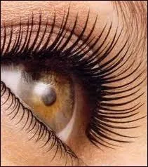 Quel produit allonge les cils ?