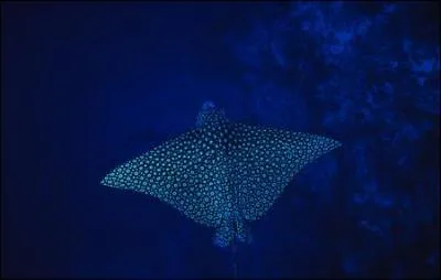 Quel est le nom de cette raie ?