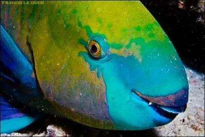 Pourquoi appelle-t-on ce poisson un poisson-perroquet ?