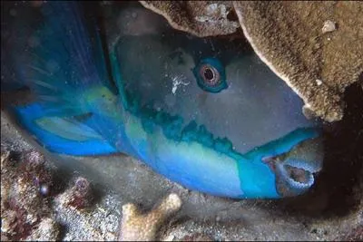 Avec la réponse de la question precédente, dire à quoi lui sert cette caractéristique ?