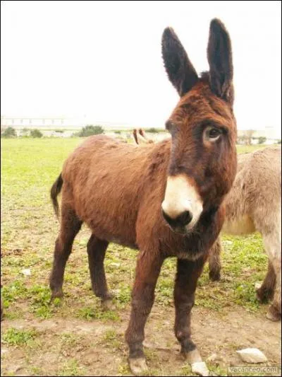 Dans quelle fable de La Fontaine rencontre-t-on l'ne Aliboron ?