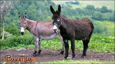 Comment appelle-t-on un levage d'nes ?