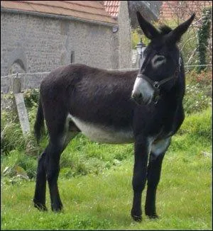  d'un magistrat ignorant, c'est la robe qu'on salue . Cette morale de La Fontaine est celle de la fable : ...