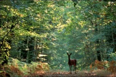 Quel est le livre qui n'est pas de Maurice Genevoix ?