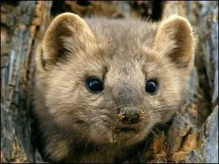Louis Pergaud est l'auteur de   de Goupil  Margot . Quel est le nom de la petite fouine dans ce roman ?