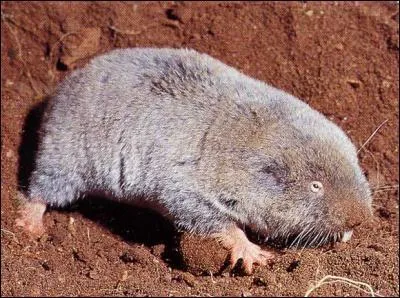 Dans le mme roman, quel est le nom de la petite taupe ?