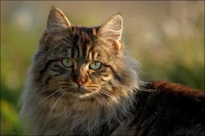  Le chat et l'oiseau  est un pome de ...