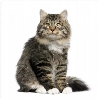 Francis Scott Fitzgerald a appel son chat ...