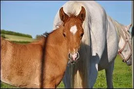 Comment appelle-t-on les marques blanches sur le chanfrein de ce poulain ?