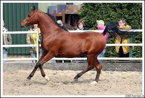 Le galop est une allure :