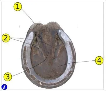 Quelle est la partie 2 du pied du cheval ?