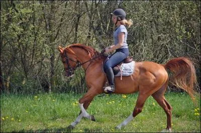 A quelle allure se trouve la cavalire ?