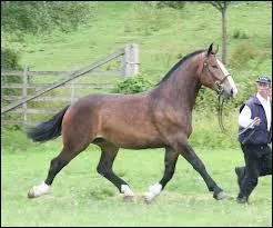 Quelle est la race de ce cheval ?
