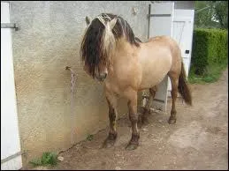 Quelle est la race de ce cheval ?