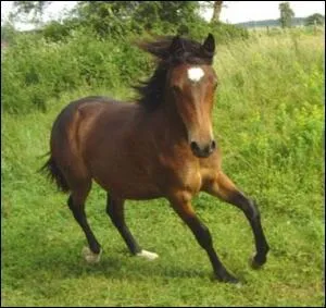 Quelle est la race de ce cheval ?